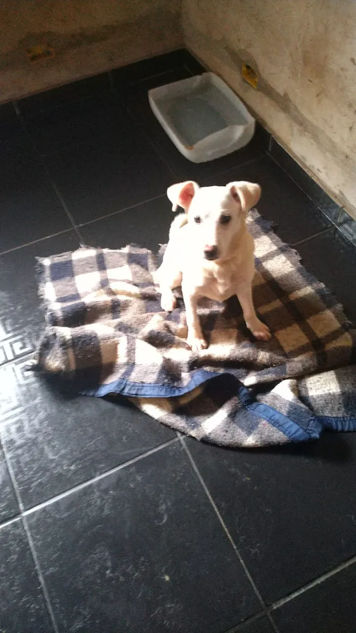 Cachorro ra a SRD idade 7 a 11 meses nome Branquinha
