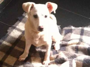 Cachorro raça SRD idade 7 a 11 meses nome Branquinha