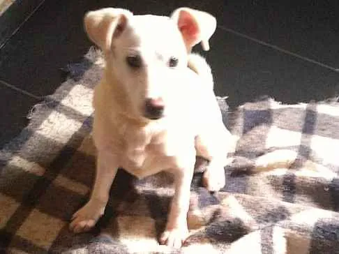 Cachorro ra a SRD idade 7 a 11 meses nome Branquinha