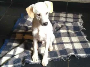 Cachorro raça SRD idade 7 a 11 meses nome PARA DOAÇÃO 