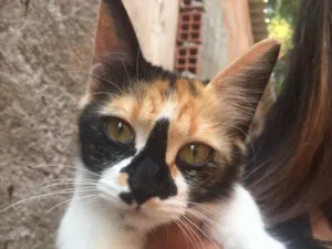 Gato raça SRD idade 2 a 6 meses nome Lili