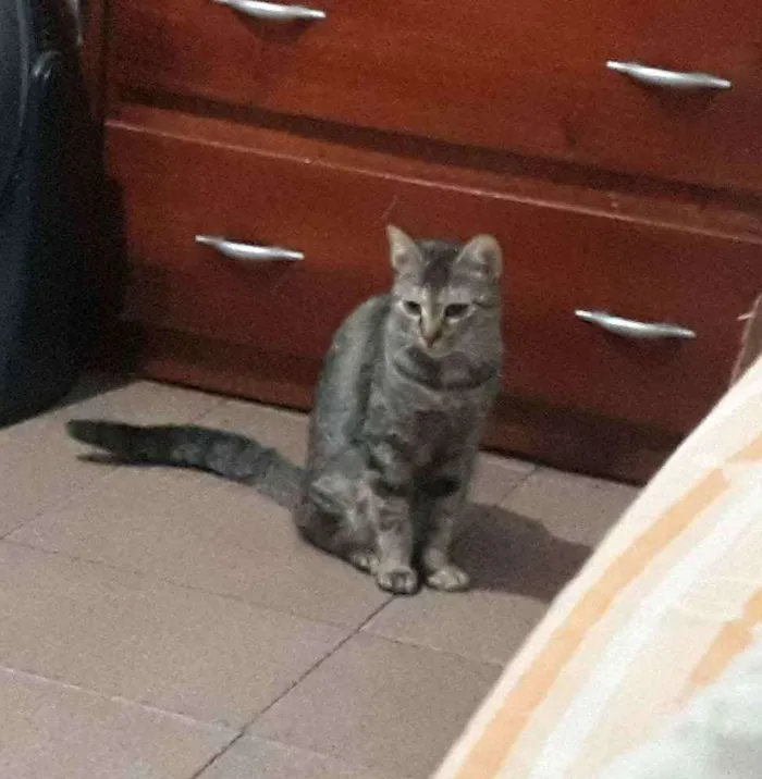 Gato ra a Srd idade  nome Tigrinha