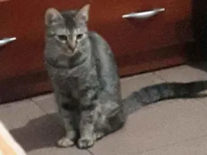 Gato raça Srd idade  nome Tigrinha