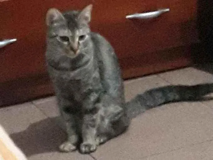 Gato ra a Srd idade  nome Tigrinha