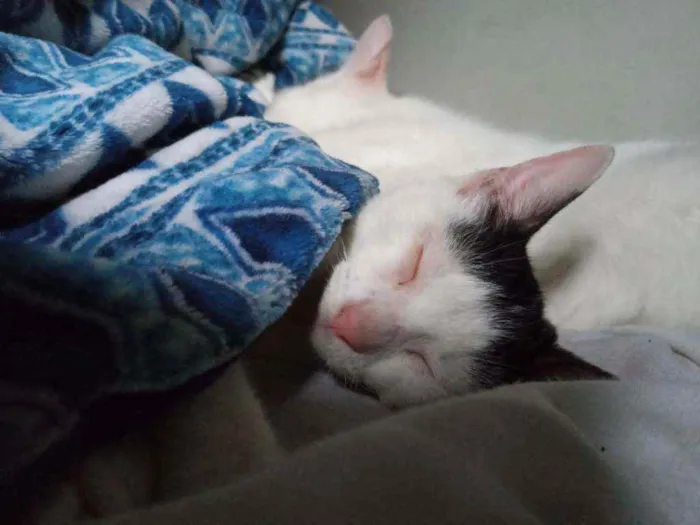 Gato ra a Raça indefinida idade 2 a 6 meses nome Não tem nome 