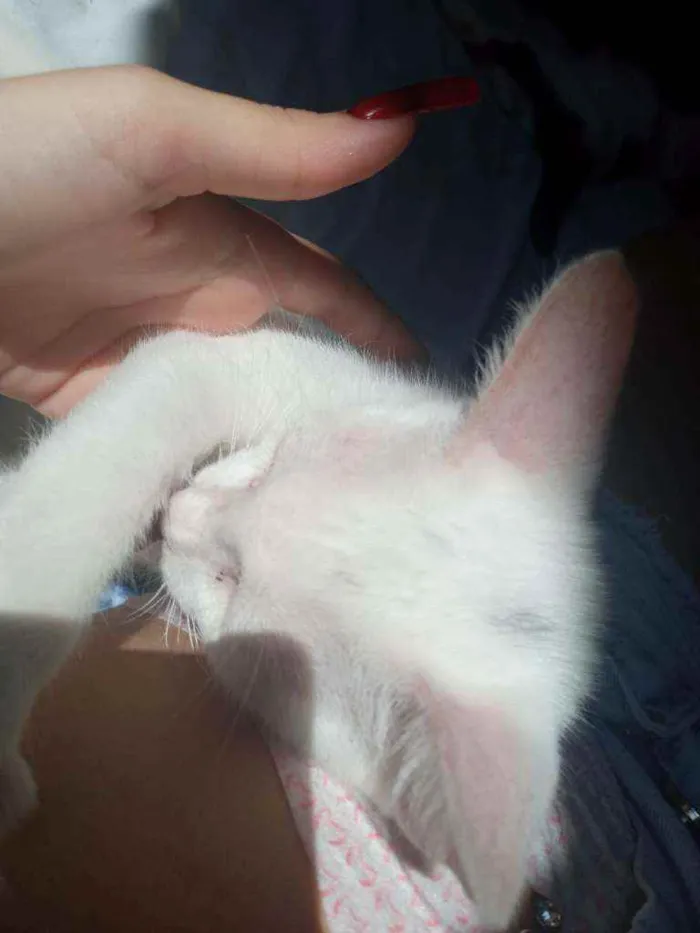 Gato ra a Raça indefinida idade 2 a 6 meses nome Não tem nome 