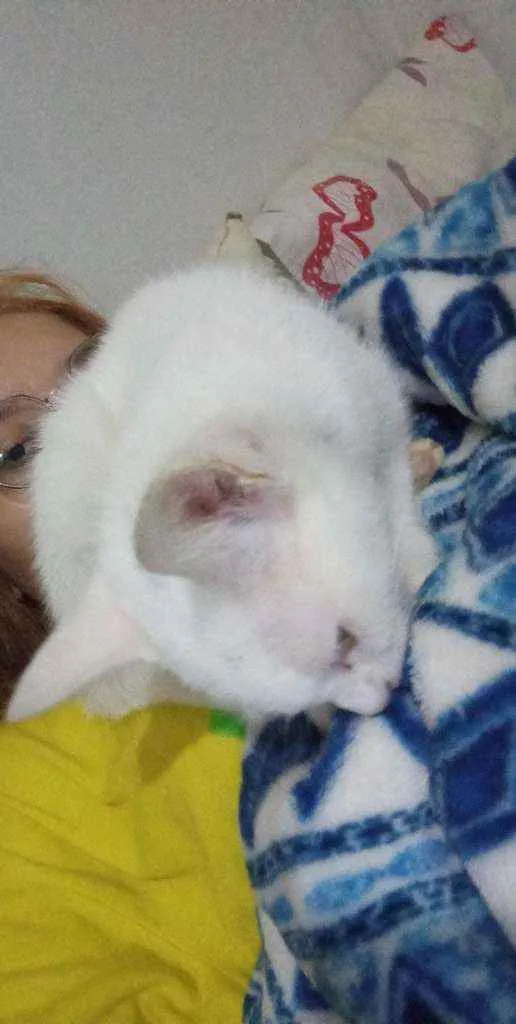 Gato ra a Raça indefinida idade 2 a 6 meses nome Não tem nome 
