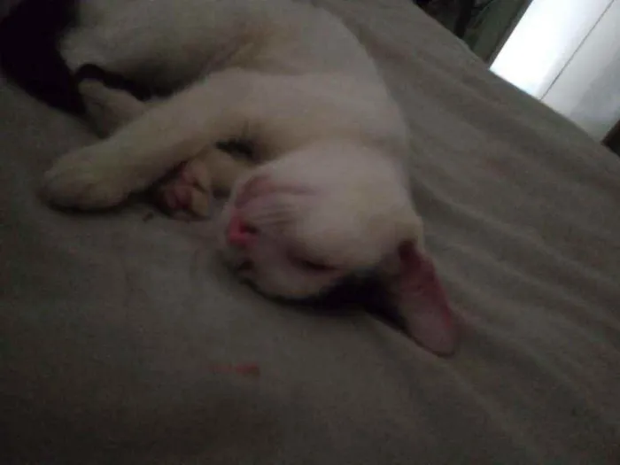 Gato ra a Raça indefinida idade 2 a 6 meses nome Não tem nome 