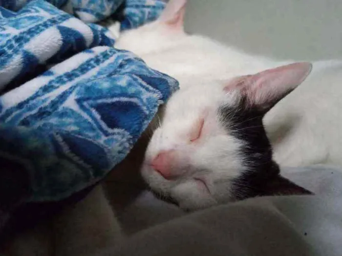 Gato ra a Raça indefinida idade 2 a 6 meses nome Não tem nome 