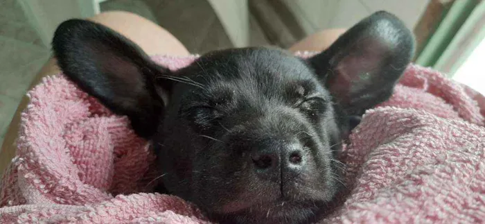 Cachorro ra a Nao tem idade Abaixo de 2 meses nome Nao tem