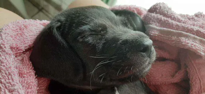Cachorro ra a Nao tem idade Abaixo de 2 meses nome Nao tem