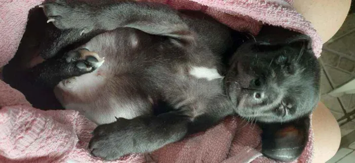 Cachorro ra a Nao tem idade Abaixo de 2 meses nome Nao tem