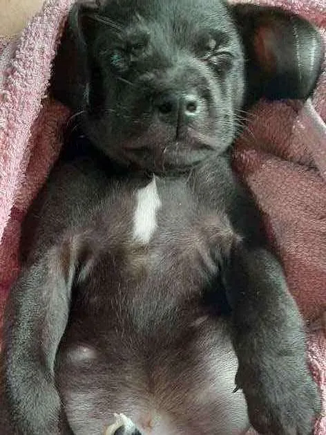 Cachorro ra a Nao tem idade Abaixo de 2 meses nome Nao tem