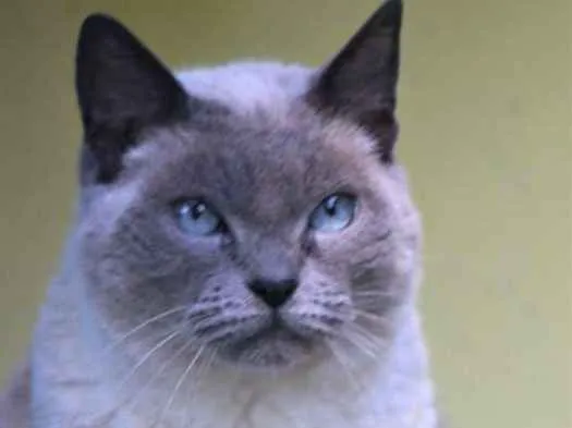 Gato raça  idade  nome Rubi