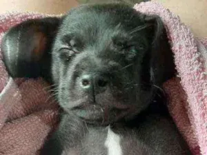 Cachorro raça Nao tem idade Abaixo de 2 meses nome Nao tem