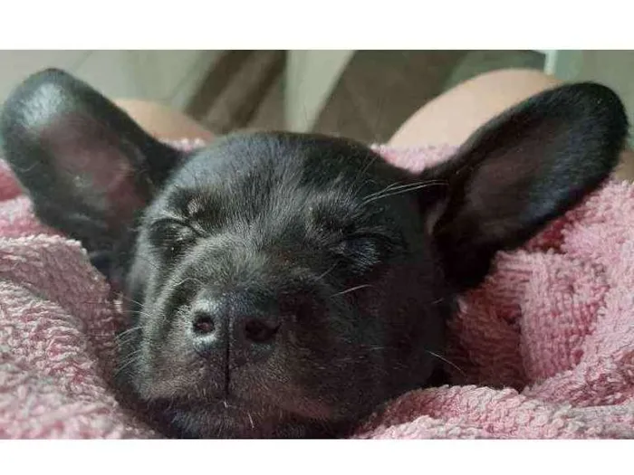 Cachorro ra a Nao tem idade Abaixo de 2 meses nome Nao tem