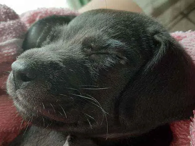 Cachorro ra a Nao tem idade Abaixo de 2 meses nome Nao tem