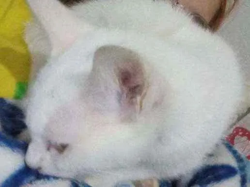 Gato ra a Raça indefinida idade 2 a 6 meses nome Não tem nome 