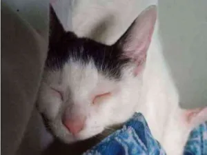 Gato raça Raça indefinida idade 2 a 6 meses nome Não tem nome 