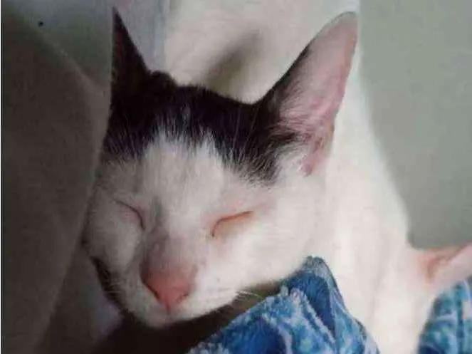 Gato ra a Raça indefinida idade 2 a 6 meses nome Não tem nome 