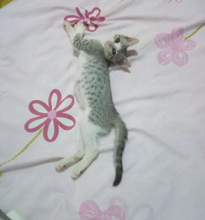 Gato raça  idade 2 a 6 meses nome Helena