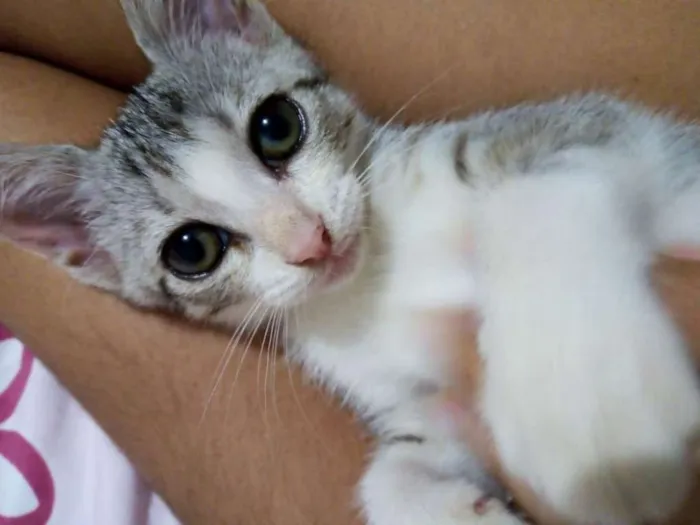 Gato raça  idade 2 a 6 meses nome Helena