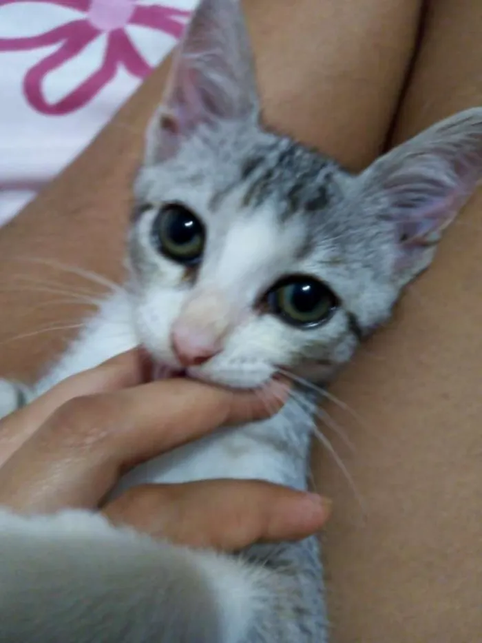 Gato raça  idade 2 a 6 meses nome Helena
