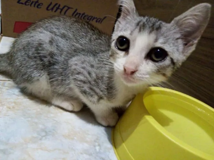 Gato raça  idade 2 a 6 meses nome Helena