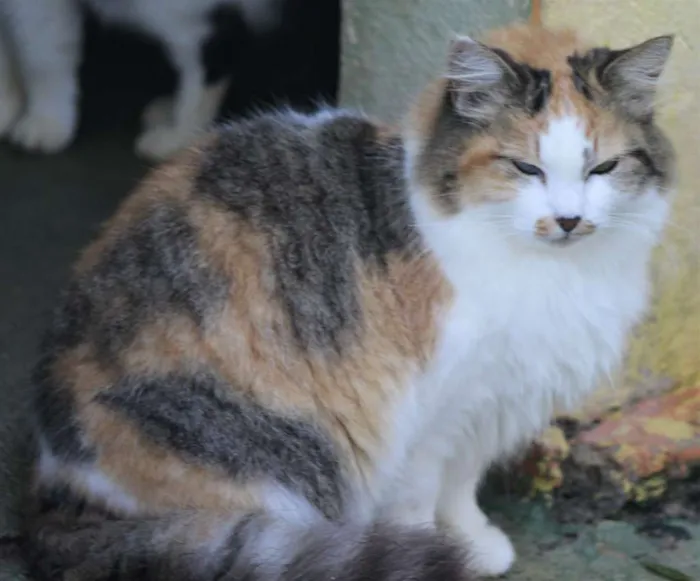 Gato raça  idade  nome Ramona