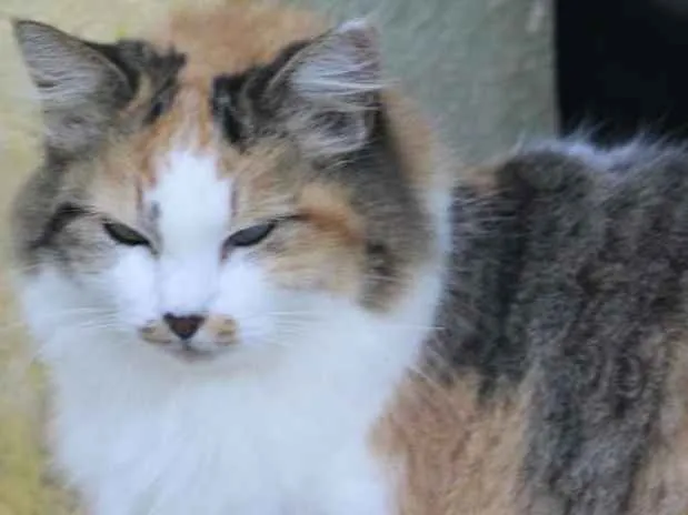 Gato raça  idade  nome Ramona