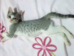 Gato raça  idade 2 a 6 meses nome Helena