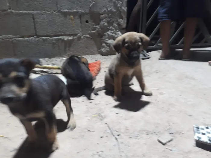 Cachorro ra a SRD-ViraLata idade 2 a 6 meses nome Filhotes