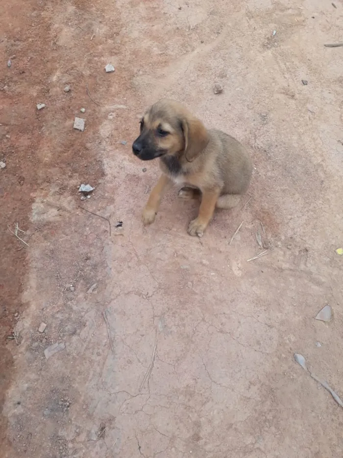 Cachorro ra a SRD-ViraLata idade 2 a 6 meses nome Filhotes