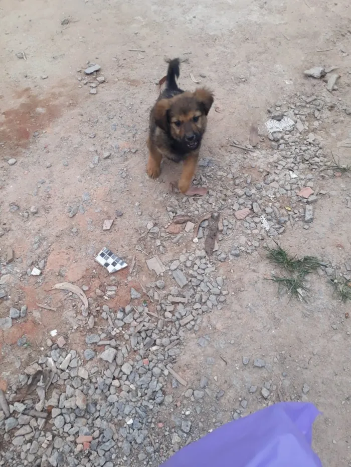 Cachorro ra a SRD-ViraLata idade 2 a 6 meses nome Filhotes