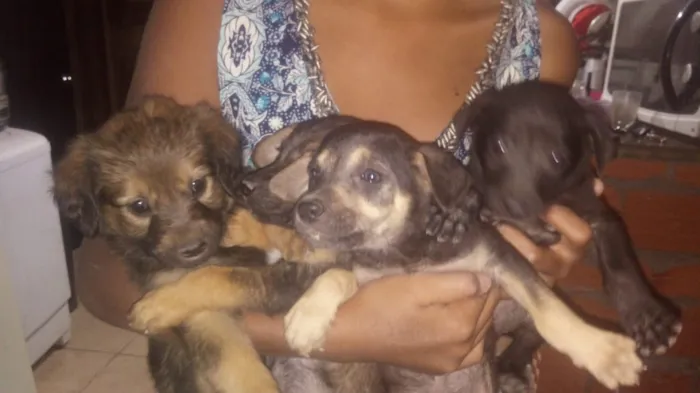 Cachorro ra a SRD-ViraLata idade 2 a 6 meses nome Filhotes