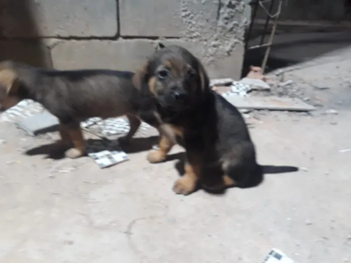 Cachorro ra a SRD-ViraLata idade 2 a 6 meses nome Filhotes