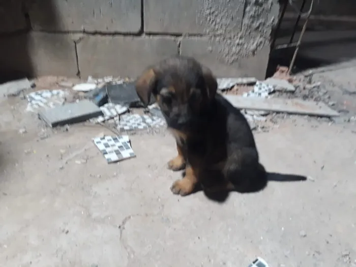 Cachorro ra a SRD-ViraLata idade 2 a 6 meses nome Filhotes