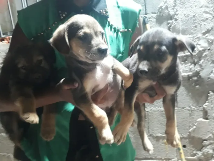 Cachorro ra a SRD-ViraLata idade 2 a 6 meses nome Filhotes