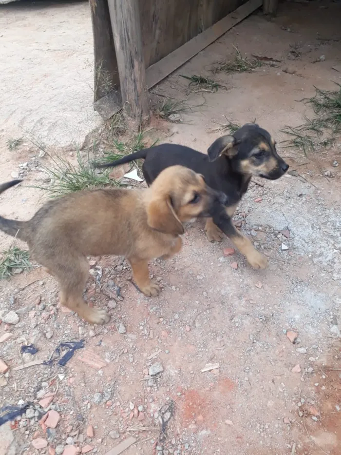 Cachorro ra a SRD-ViraLata idade 2 a 6 meses nome Filhotes