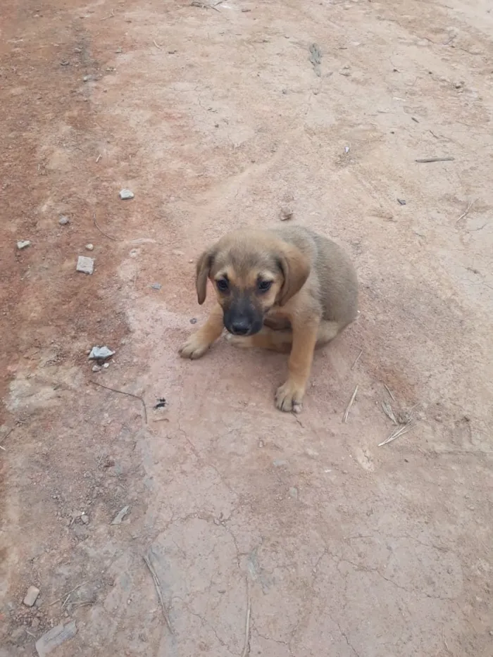 Cachorro ra a SRD-ViraLata idade 2 a 6 meses nome Filhotes