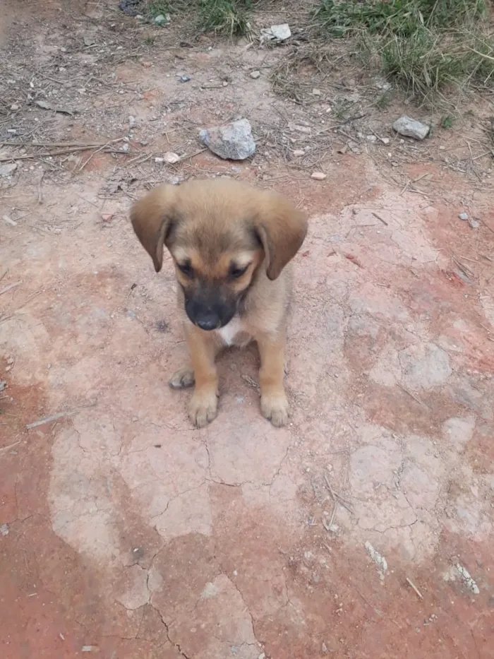 Cachorro ra a SRD-ViraLata idade 2 a 6 meses nome Filhotes