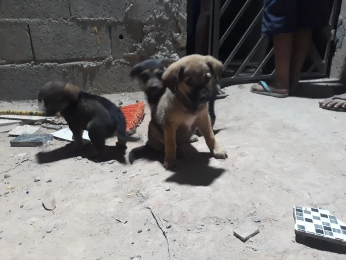 Cachorro ra a SRD-ViraLata idade 2 a 6 meses nome Filhotes