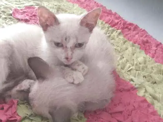 Gato raça Siamês idade Abaixo de 2 meses nome Júnior e Pedrinho