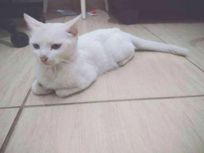 Gato ra a Vira lada idade 6 ou mais anos nome Mei