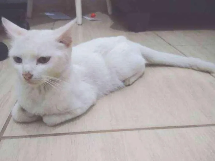 Gato ra a Vira lada idade 6 ou mais anos nome Mei