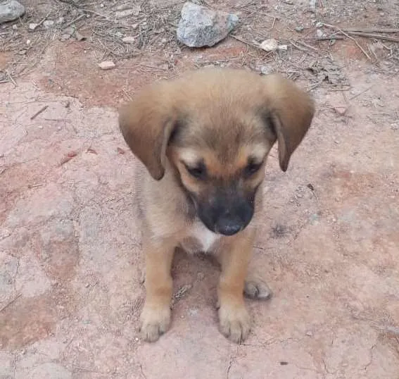 Cachorro ra a SRD-ViraLata idade 2 a 6 meses nome Filhotes