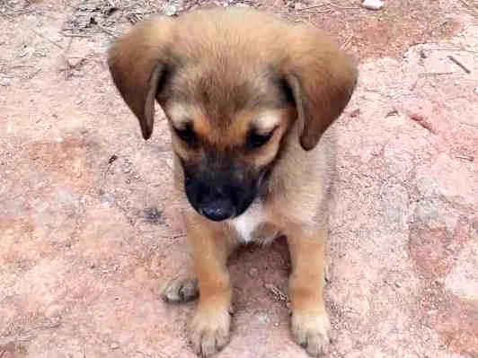 Cachorro ra a SRD-ViraLata idade 2 a 6 meses nome Filhotes