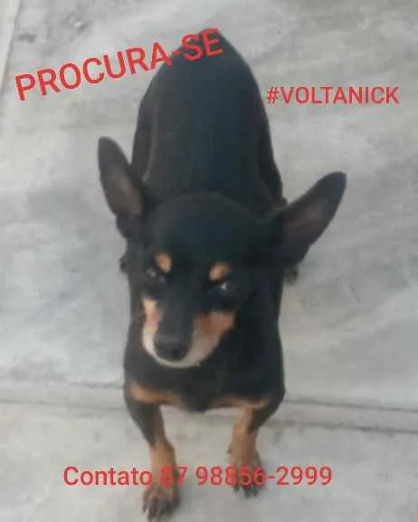 Cachorro ra a Pinscher idade 6 ou mais anos nome NICK