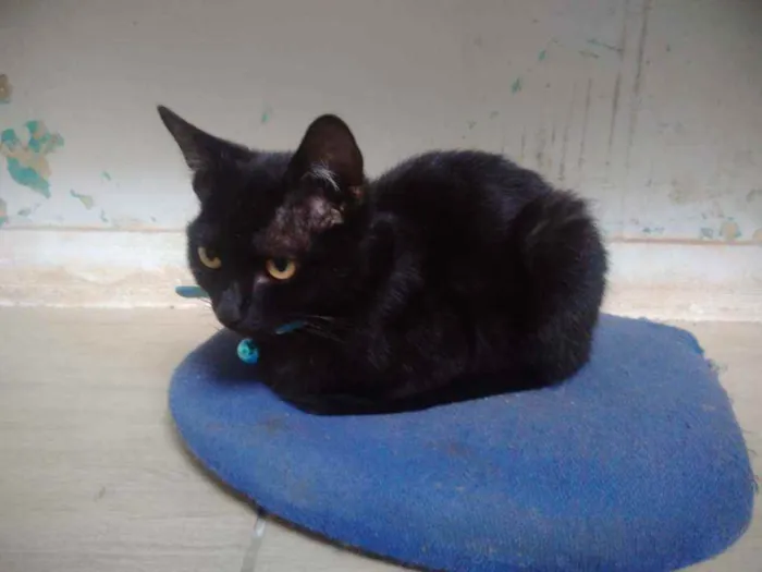 Gato ra a Vira lada idade 7 a 11 meses nome Luna