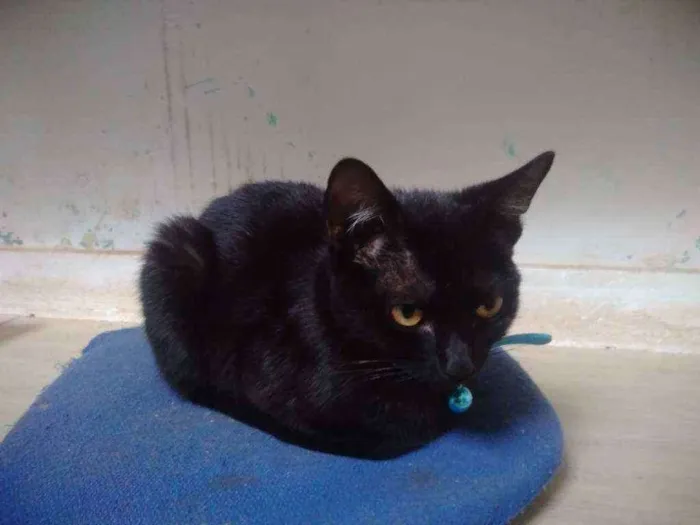Gato ra a Vira lada idade 7 a 11 meses nome Luna